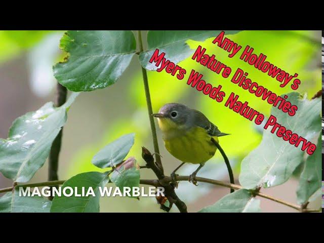 Nature Discoveries 29: Amy Holloway At Myers Woods Nature Preserve (Fall Bird Migration)