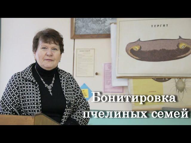 Бонитировка пчелиных семей