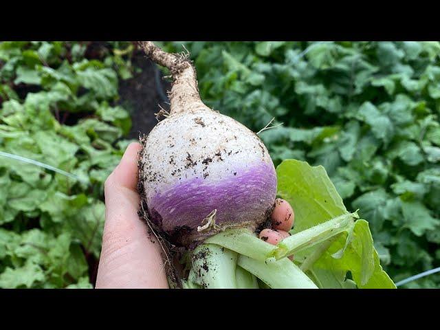 Beautiful Turnip Harvest +Storing Tips