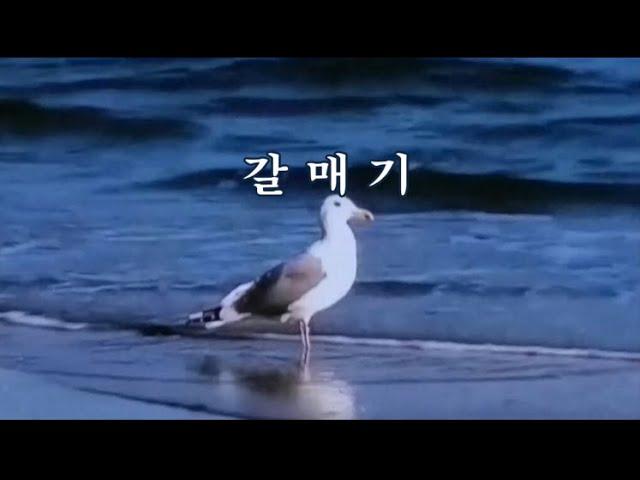 갈매기 -이은상 시, 채동선 곡 -국영순 노래 -한국가곡100선