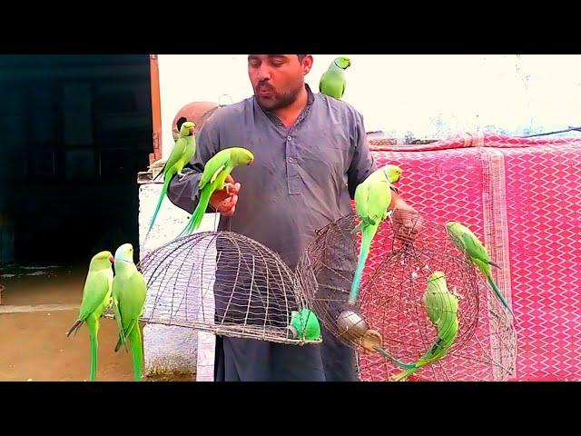 Parrots Full Train Parrot Fly to Open