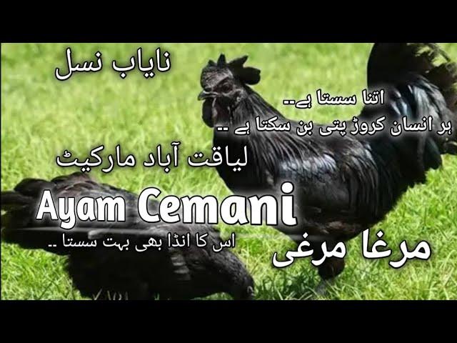 ayam cemani | ayam cemani price in pakistan | ayam cemani chickens