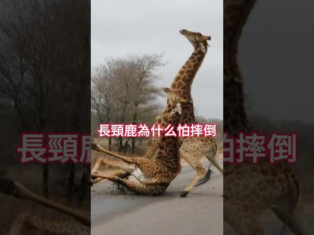 【动物科普】长颈鹿为什么怕摔倒！