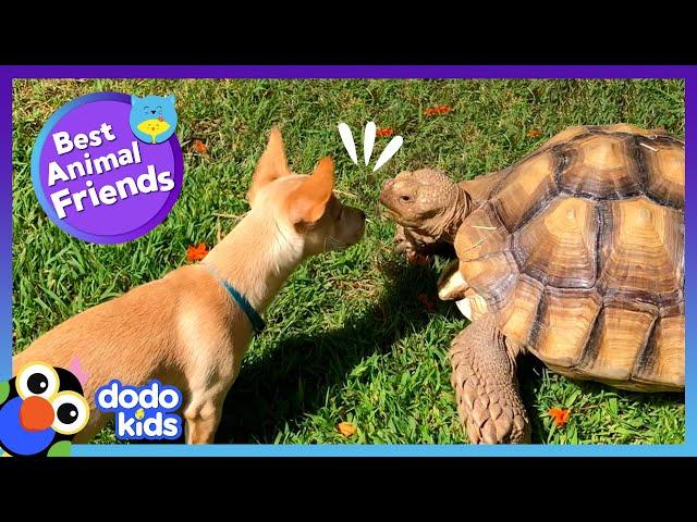 Tortoise Falls In Love With This Dancing Puppy | Best Animal Friends | Dodo Kids