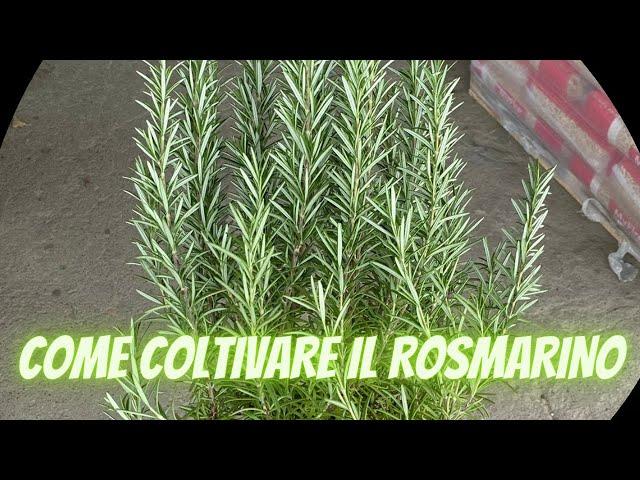 Come coltivare e riprodurre IL ROSMARINO