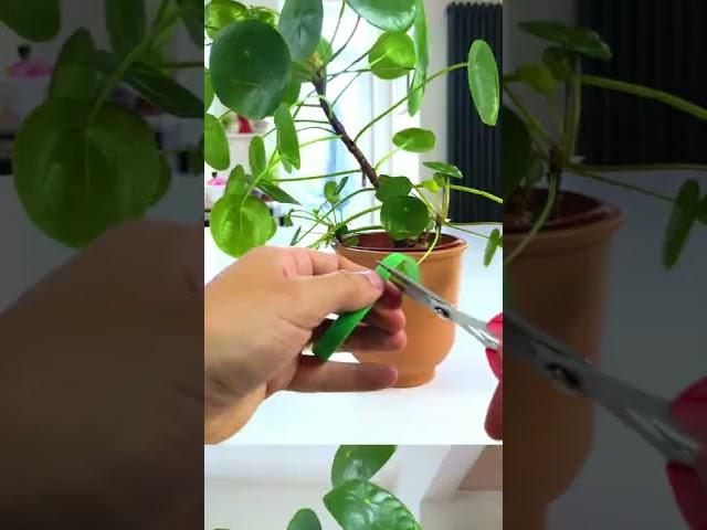 Fix a Leaning Chinese Money Plant