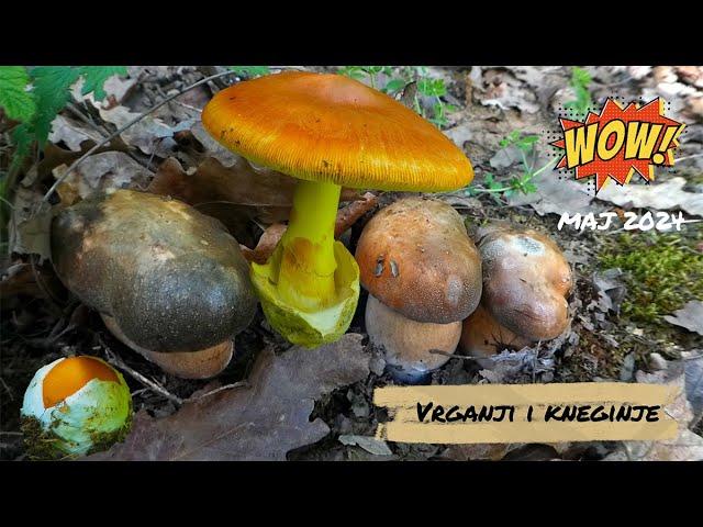 Prve blagve i crni vrganji | Boeletus aereus & Amanita caesarea