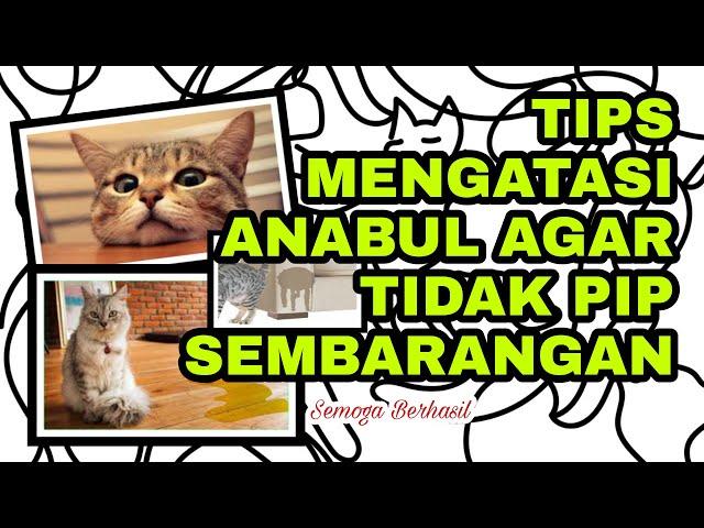 6 Ways to Prevent Cats from Peeing Carelessly #story42 (Gembul Family)