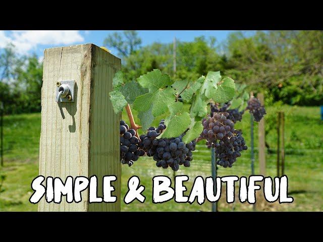 How to build a Grape Vine Trellis