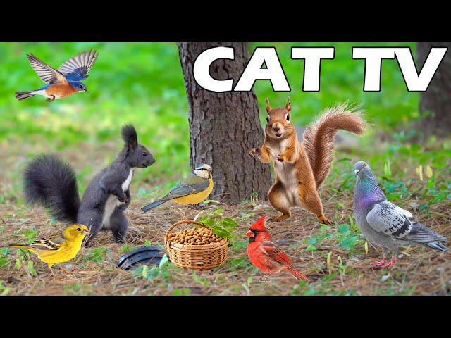 CAT TV FOR CAT TO WATCH Squirrel & Bird Watching Nature Bird Sounds Soothe Your Cat, Reduce Stre