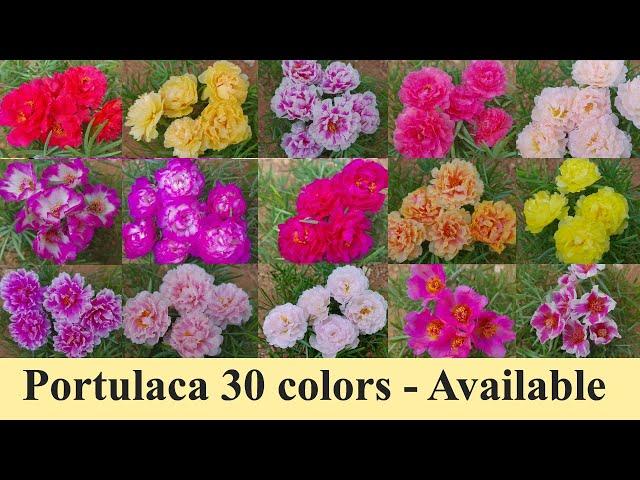 Portulaca 30 colors for sale online - Pathumani Poovu - Moss Rose - Whatsapp : 9445450701