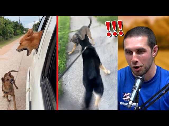 Dog Trainers React to Dog Attack Videos