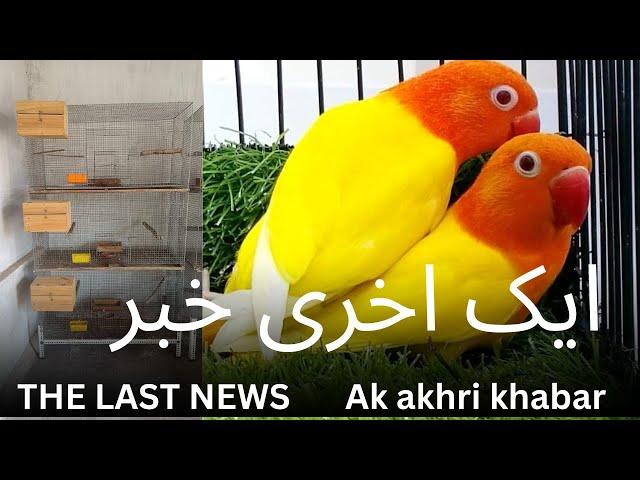 THE LAST NEWS | lovebirds breeding business | AK AKHRI KHABAR | July 11, 2024