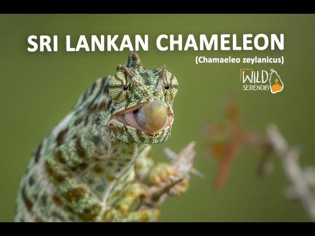 Sri Lankan Chameleon | Documentary Video | Wild Serendib