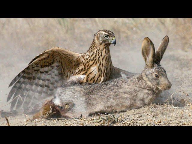 Northern goshawk is the king of the forest! Slayer of hares, squirrels and pheasants!