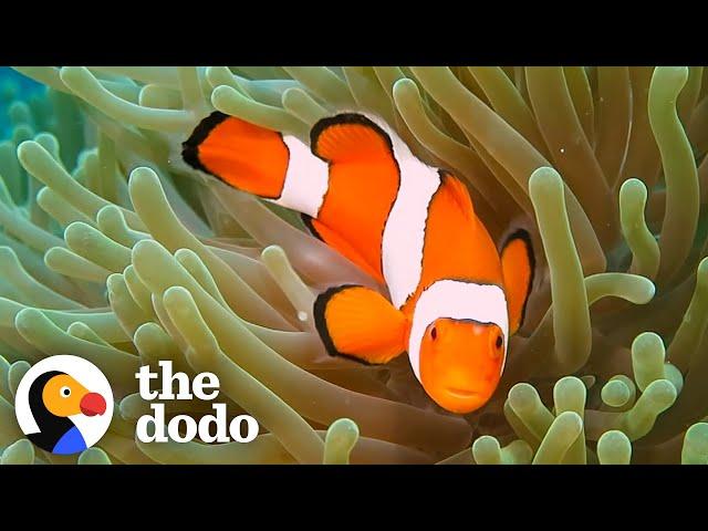 The Amazing Life Cycle Of A Clownfish | The Dodo