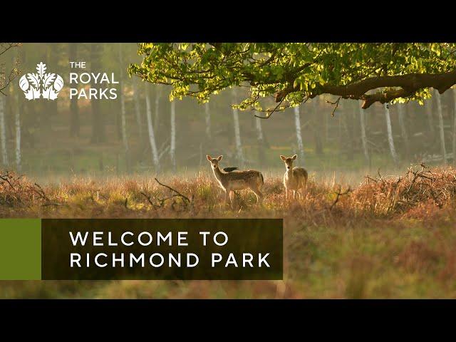 Discover Richmond Park, one of London’s Royal Parks