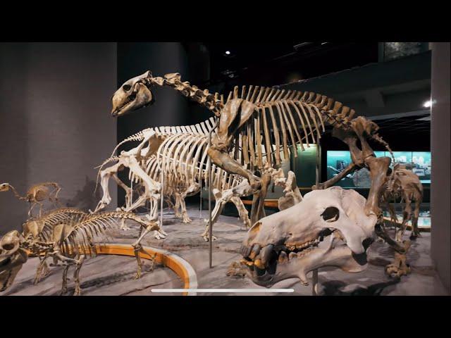   Denver Museum of Nature & Science | Walking Tour | Dinosaur | February 2024