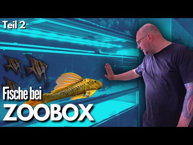 FISCHE bei Thomas in der ZOOBOX!