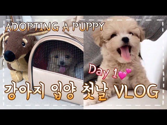 First Day of Adopting Puppy I Prepare for Puppy Adoption VLOG I ADOPTING A DOG