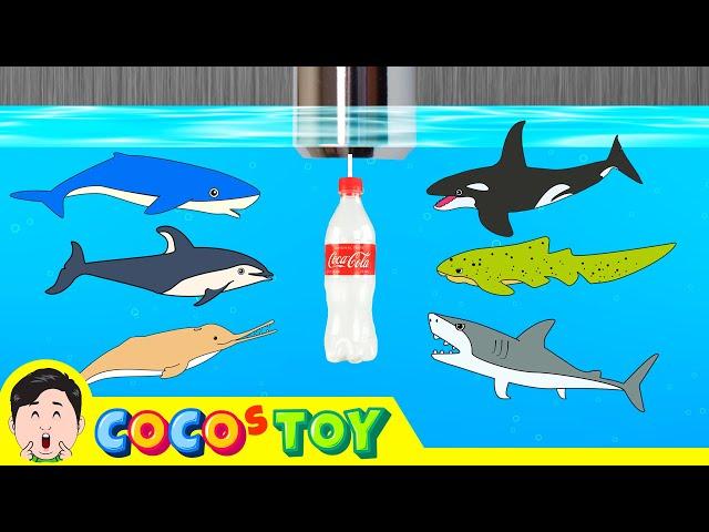 Sharks live under the wash basin 5ㅣkids animals animation, dinosaurs adventureㅣCoCosToy