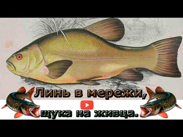 Ловля линя в мережи и щуки на живца. Неторопливая рыбалка. Часть 1.