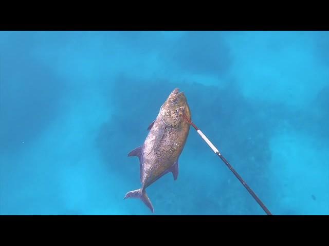 Spearfishing Oahu Hawaii