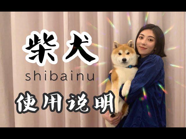 听说你也想养柴犬？——《 购买饲养柴犬指南 》