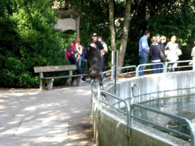 Mandrill escapes from the enclosure