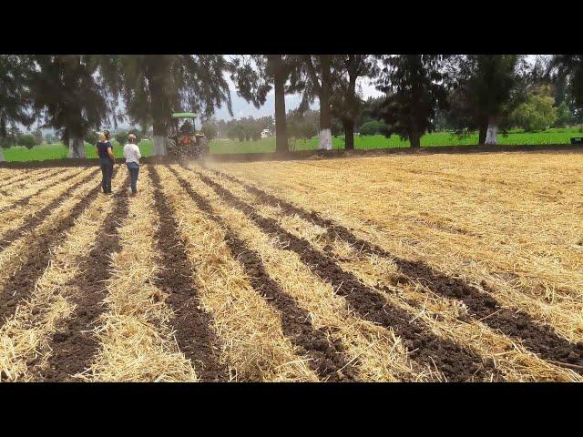 Strip till in the Valle del Mezquital, Hidalgo