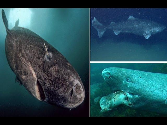 Greenland Shark The World’s Longest Living Shark With Backbone Can Live For 400 Years