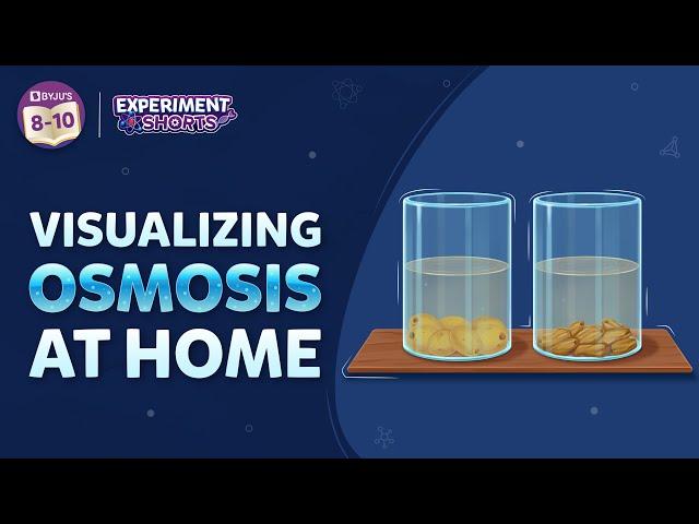 Visualizing Osmosis at Home | NCERT Class 9 Experiment | #ExperimentShorts