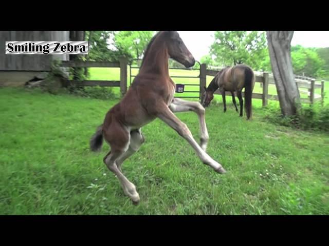 ADORABLE BABY HORSE