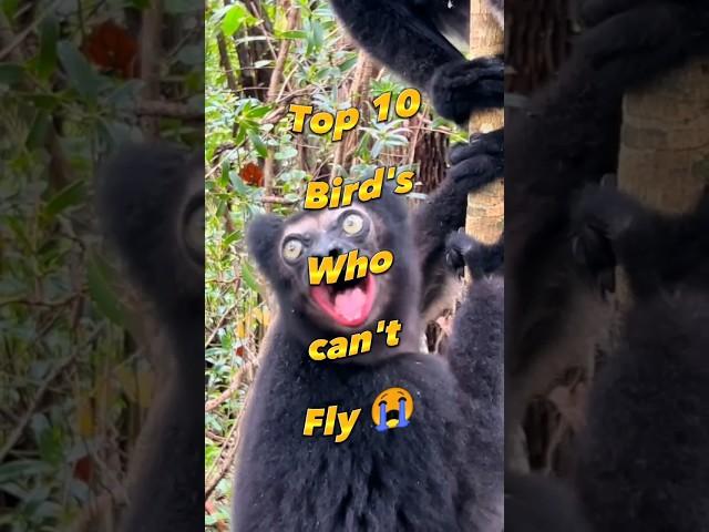 Top 10 Bird's who can't fly #shorts #shortvideo #top10 #worldwide #birdscan'tfly