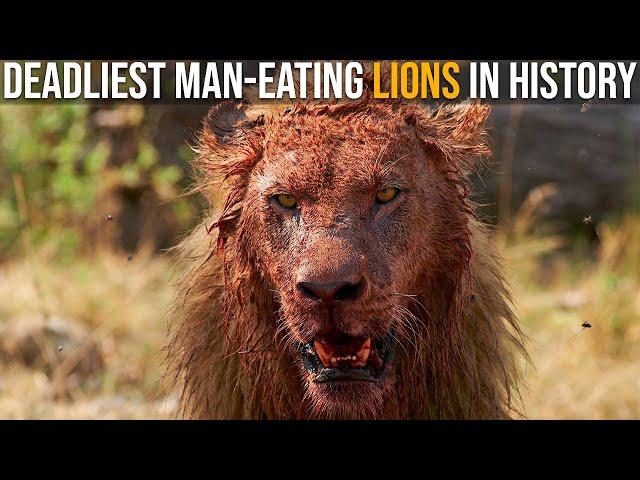 The Most Deadly Man-Eating Lions In History