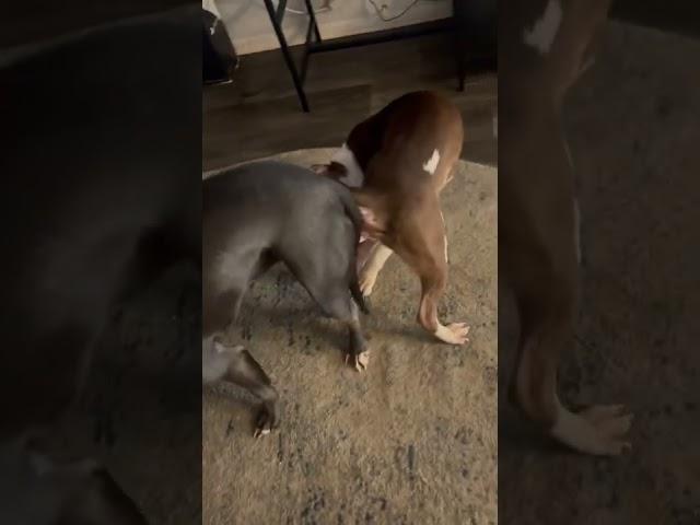 Warning ️ graphic content my dogs stuck together for second day‍️drako & Lucy ️️