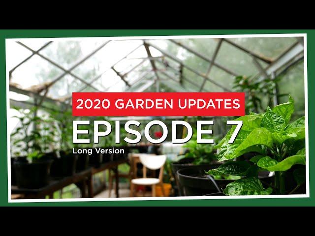 Final pots, potting mixes, chilli cross update and more! (2020.E07 Garden Updates) *long ver.*