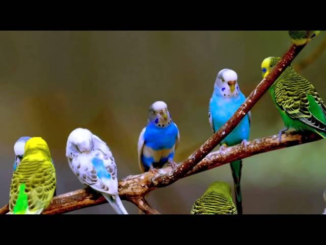 Budgie Sounds (24 Hours)