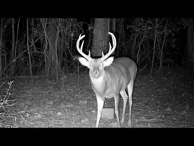 Backyard Bucks