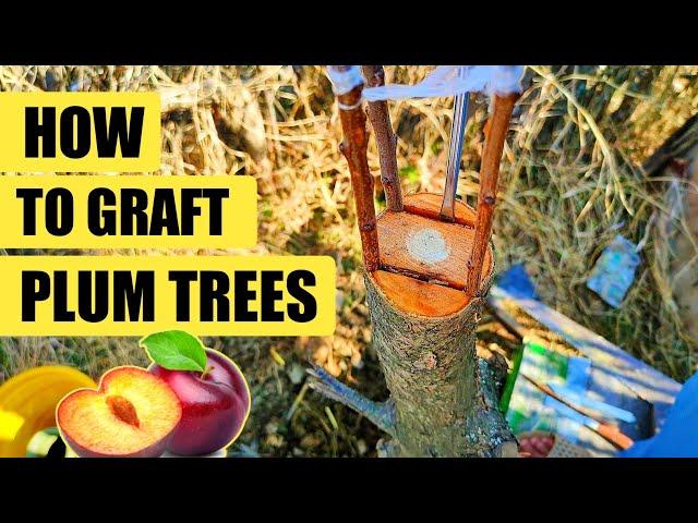 Grafting plums tree | Plum fruit Grafting | How to graft