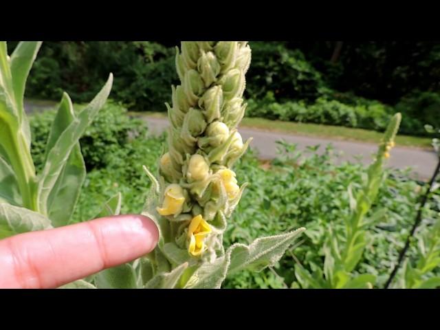 Capital Naturalist: Common Mullein