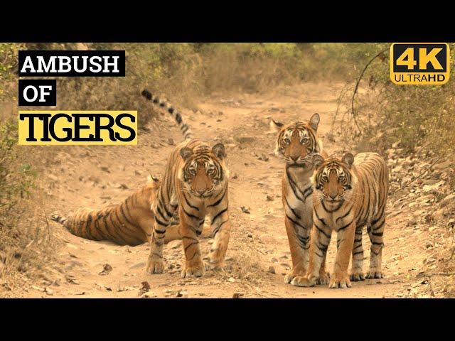 AN AMBUSH OF TIGERS | RANTHAMBORE | TIGER VIDEO