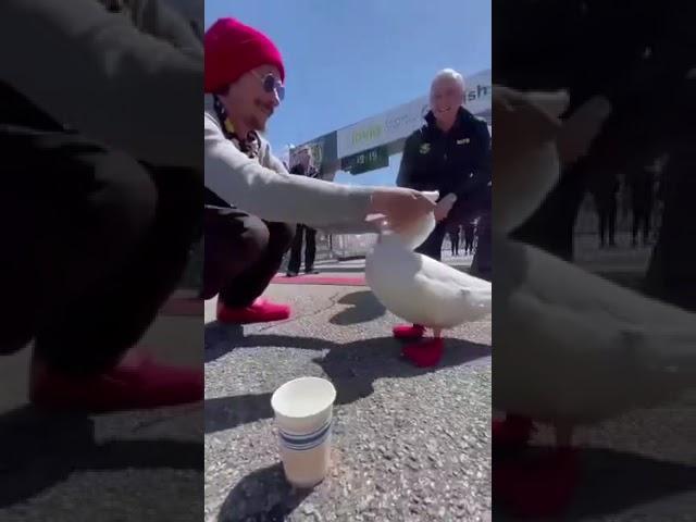 This duck runs the US 42 km marathon every year. She finishes it and is rewarded every year.