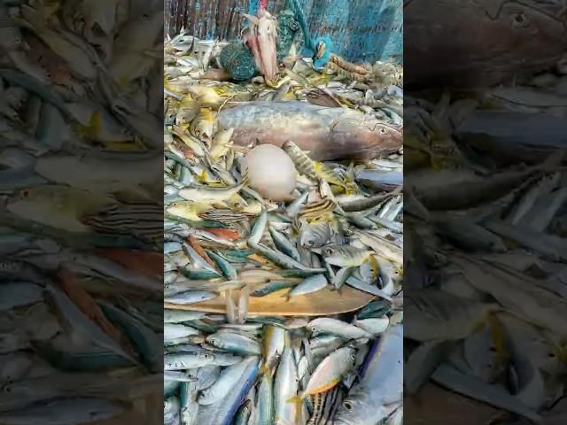 Wow‼️ Deep Sea Jackpot: Reeling in the Unexpected‼️