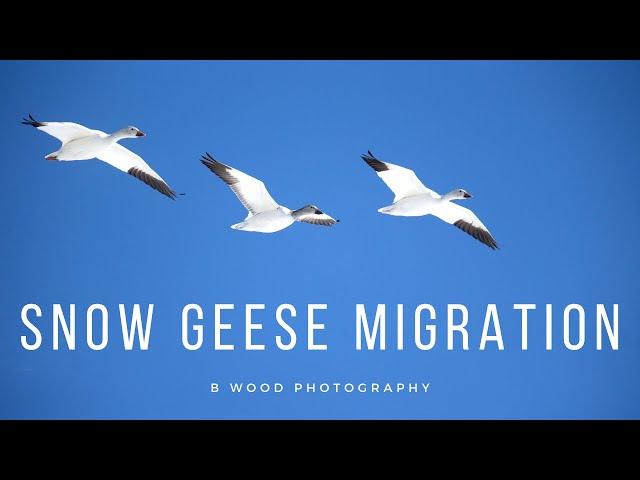 The Great Snow Geese Migration 