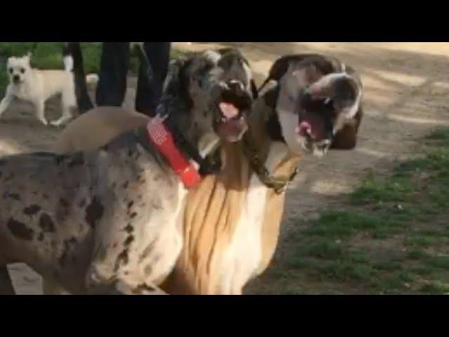 Great Dane Finally Finds a Bigger Dog to Play With