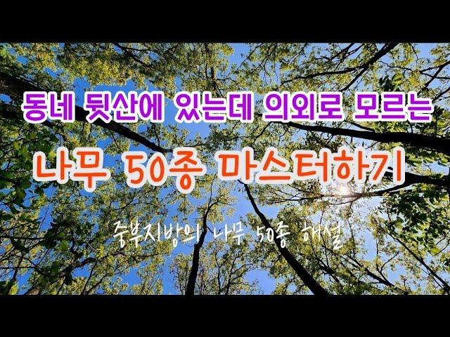 한국의 나무 - 4월 성남 분당 동네 뒷산 불곡산의 나무 50종을 구별하는 핵심 key