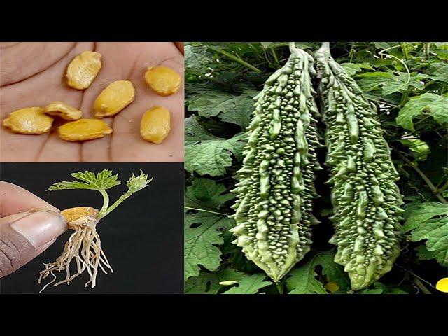 Fastest Way To Grow Bitter Gourd From Seeds || How To Grow Karela At Home