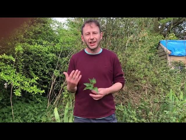 Wild Food UK, Back to Basics Part 2