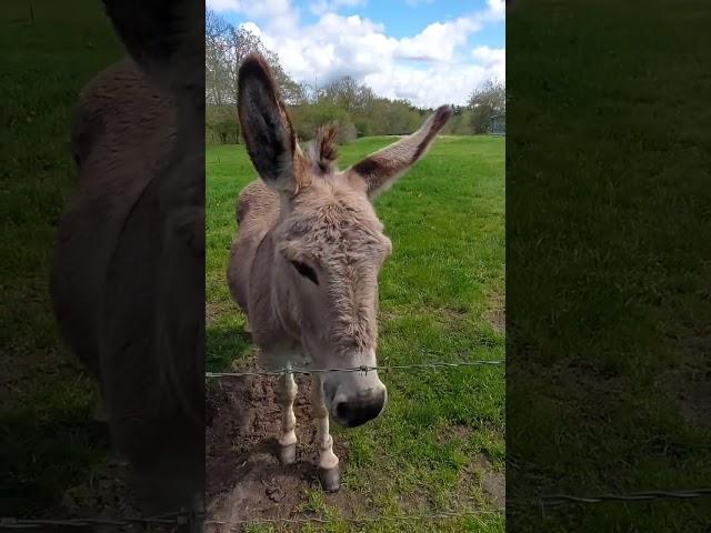 PETITE VISITE AUX 5 ÂNES EN MARGERIDE